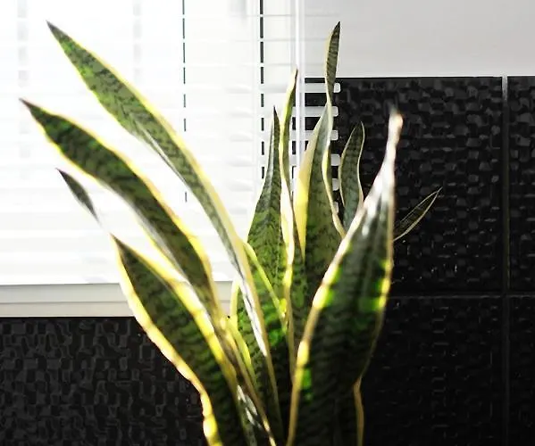 Zen Minimal Luxury Housing