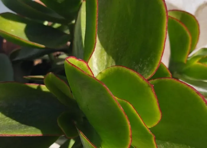 Zen Minimal Luxury Housing Tirós